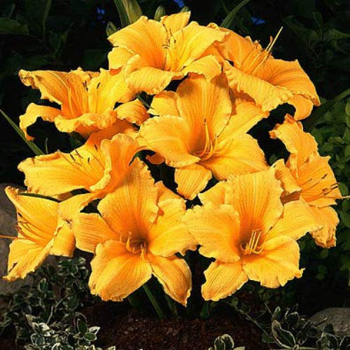 Semi di GERMINAZIONE: 2 hémérocalles - Gel Orange - Vivace hémérocalles