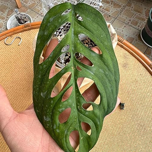 300 Piezas Semillas De Monstera - Monstera Variegata - Semillas De Bonsai, Plantas Exóticas Resistentes (Monstera Deliciosa) Plantas Raras, Plantas Resistentes Para El Jardín Decoración