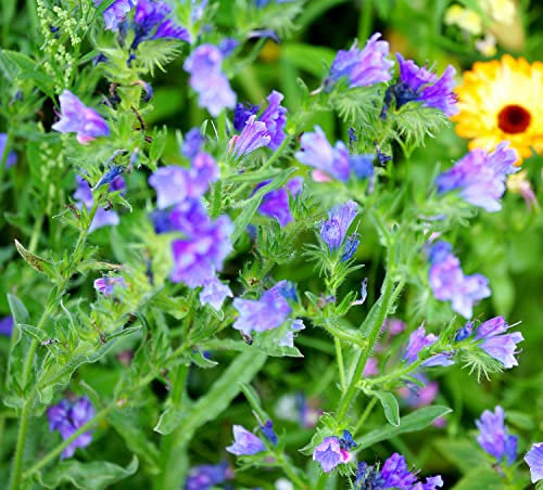 Gewöhnlicher Natternkopf - Blaue Natternkopf - Echium vulgare - 150 Samen