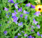 Gewöhnlicher Natternkopf - Blaue Natternkopf - Echium vulgare - 150 Samen