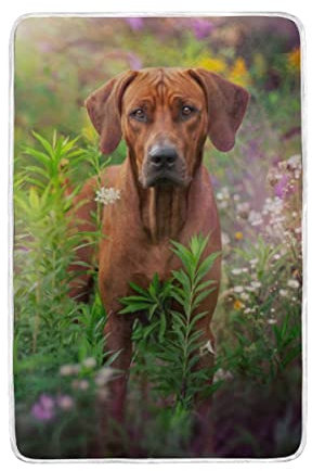 AAHENPAI Rhodesian Ridgeback Print Decke Weich Bett Couch Sofa Überwurf 152,4 x 228,6 cm für Frauen Kinder