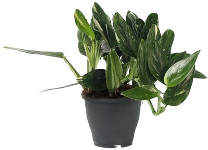 Plant in a Box - Grüne Zimmerpflanze - Philodendron 'Cobra' - Höhe 55-65 cm - Topf 19 cm - Hängepflanze - Grün