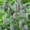 200 pcs Koreanische Minze samen - kräuterbeet balkon, samen duftnessel pflanze, Agastache rugosa, kräuterbeet für die küche, pflanzensamen winterharte pflanzen für balkon, seltene