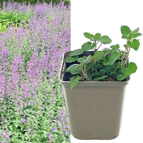 Katzenminze blau violett | Nepeta faassenii von Intragarten blühend im Topf | Katzen Minze Pflanze Katzenkraut Katzenwohl (3)