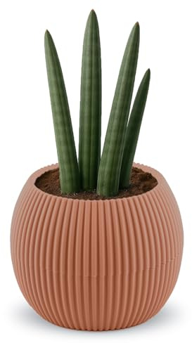 alqua Pots de fleurs d'intérieur en plastique avec drainage, auto-arrosage, 15 cm (rose)