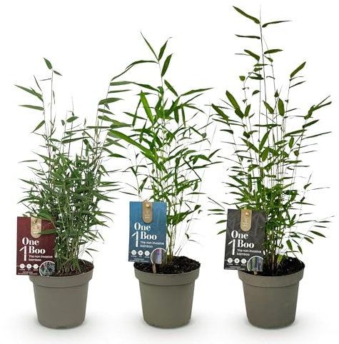 GreenboutiQ - Bambou - Fargesia rufa - Vert - 4 Plantes - Persistant - Non envahissant - Pot 17cm Hauteur 60cm