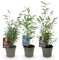 GreenboutiQ - Bambou - Fargesia rufa - Vert - 4 Plantes - Persistant - Non envahissant - Pot 17cm Hauteur 60cm