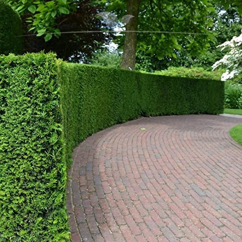 Gardline - Gemeine Heimische Eibe Taxus baccata 160-180cm. 3-150 Heckenpflanzen. Eibenhecke - 6 St. (ca. 2,5 Meter)