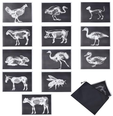 FREEBLOSS 12 Stück Tier Röntgen Set Tier Skelett Bausteine Lustiges Leuchttisch Spielzeug Für Kleinkinder Aufbewahrungstasche Inklusive 11.7 x 8.3