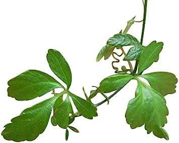 100 Semi Jiaogulan-Gynostemma Pentaphyllum Molto Sano, die unvergängliche Pflanze: Samen