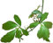 100 Semi Jiaogulan-Gynostemma Pentaphyllum Molto Sano, die unvergängliche Pflanze: Samen