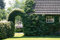 Kletterhortensie Hydrangea petiolaris Kletterpflanze im Topf gewachsen (60-80cm)