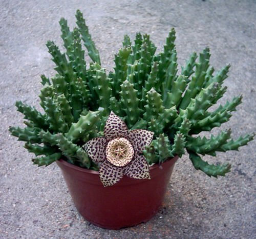 Variegato Starfish Plant seed | Stapelia variegata | Succulente | 20 Semi