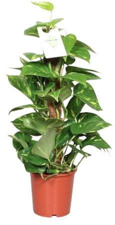 Epipremnum Pinnatum Moosrebe Scindapsus - 50-60cm - Ø15cm - Zimmerpflanze - Immergrün