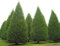 Carpinus betulus UPRIGHT Gemeine Hainbuche Baumsamen!