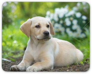 Destination Vinyl ltd Cute Labrador Puppy Mouse Mat Pad - Dog Dogs Golden Retriever PC Computer #8396