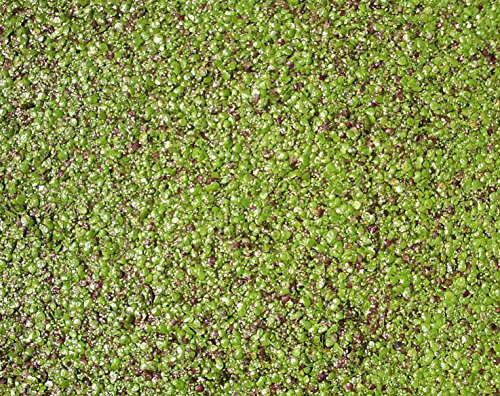 haus & garten Wasserlinse/Wasserlinsen sehr große Portion 40x40cm Entengrütze ideale Teichpflanze