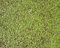 haus & garten Wasserlinse/Wasserlinsen sehr große Portion 40x40cm Entengrütze ideale Teichpflanze