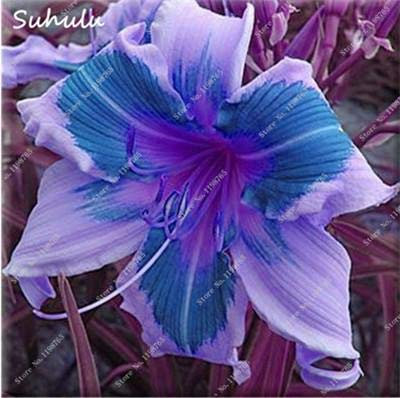 50 PC-Taglilie Samen Halten Sie den Glauben Reblooming Samen Seltene Holland RBOW Taglilie Exotic Kann Tasty Gemüse essen