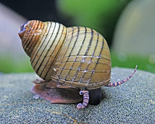 Tiger Turmdeckelschnecke - Filopaludina sumatrensis polygramma