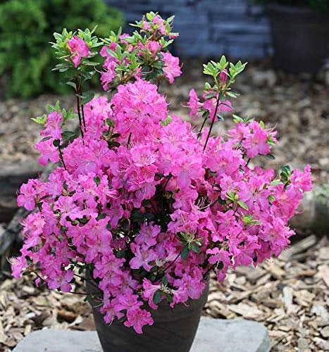 Japanische Azalee Petticoat® 20-25cm - Rhododendron obtusum - Zwerg Alpenrose - lebende Gartenpflanze aus den Baumschulen