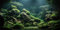 MIRRORANG 61x30cm Tropische Fische Tank Poster Hintergrund Flussbett & See Wasserpflanze Unterwasser Aquarium Hintergrund Vinyl