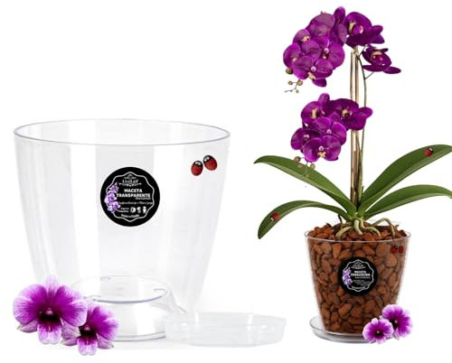 LiveLaif®- Maceta orquidea Transparente Oval ⊘13cm + Plato | Maceta Transparente orquidea | Agujeros Drenaje, Efecto Vidrio | Maceta para orquídeas | Hecha en España. Modelos a Elegir (1, Oval⊘13 cm)