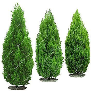 50 PC heiße verkaufende Thuja Zypressen Platycladus Orientalis Orientalische Lebensbaum Samen Conifer sät DIY Hausgarten