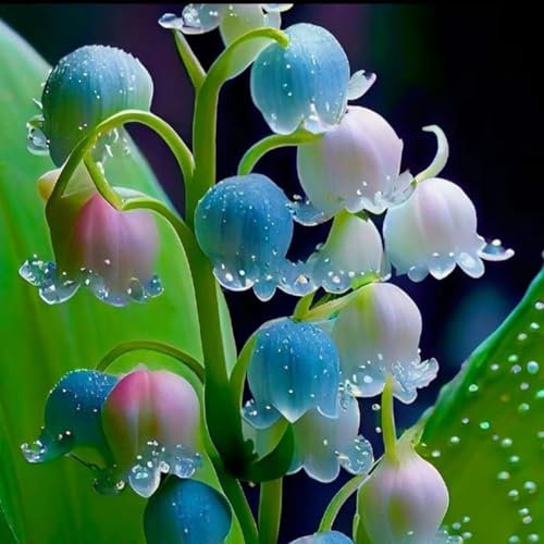 Lily of The Valley-Mix Golden Jade Carving Feels Perfect,Strong Plants That Grow Well-J-3 Bulbs