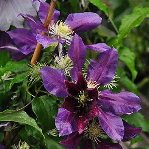 Clematis 'The Vagabond' - Waldrebe 50-60 cm Pflanzcontainer