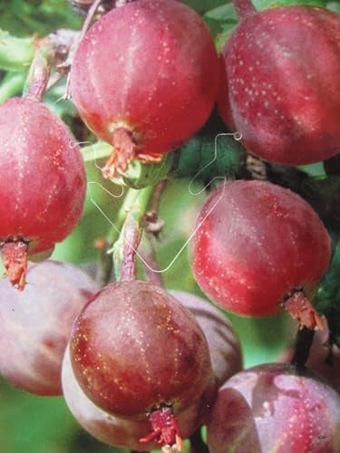 Hochstamm Ribes uva-crispa Captivator - dornlos - Hochstamm Stachelbeere