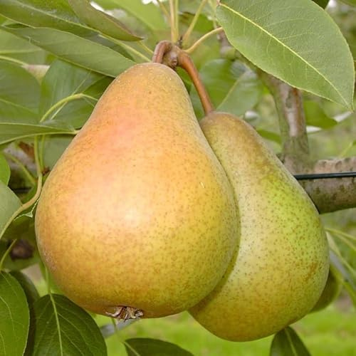 Birnenbaum Gellerts Butterbirne saftig süß Herbstbirne Buschbaum 110-140 cm 10 Liter Topf auf Quitte A