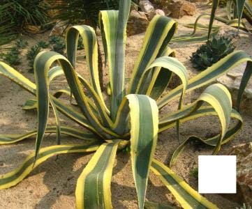 Bloom Green Co. 50PCS fresco al 100% reale Agave americana Semillas - Sementes BonsaïPianta succulenta (Long-lei-LAN): 14