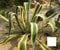 Bloom Green Co. 50PCS fresco al 100% reale Agave americana Semillas - Sementes BonsaïPianta succulenta (Long-lei-LAN): 14