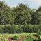 Keyroto Maschendrahtzaun Komplettset Maschendrahtzaun Set Gartenzaun Maschendrahtzaun Gartenzaun Set Anthrazit 1,4x10 m