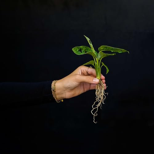 INTENZ | Stecklinge im Wasser | Monstera Adansonii | Small