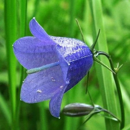 Glockenblume Blaue Blumensamen (Campanula Carpatica blau) 200 + Seeds