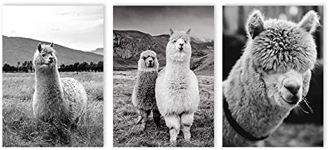 WTEVMAIY Und Weiß Alpaka Poster Tier Lama Leinwanddruck Moderne Leinwand Bild Nordic Wandbilder Wand Bilder Für Wohnzimmer Wohnkultur Rahmenlos 60×80cm×3 Stück