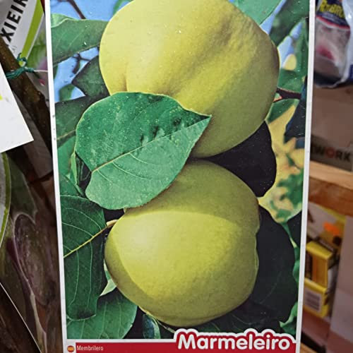 LA IBERICA Árbol frutal MEMBRILLO
