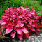 Bulbos Hosta perennes, brillantes a granel, plantación profesional para impresionantes exhibiciones de jardín, 4 bombillas, E