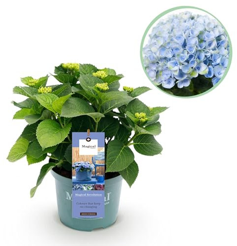 Hortensie Magical Revolution Blue – Blau – 2 Pflanzen – Hydrangea macrophylla – 23 cm – Ca. 55 cm hoch – 6–10 Blüten – Für Beet, Balkon & Terrasse – Pflegeleicht & winterhart