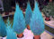 Shopmeeko SEEDS: Hot 50 Thuja blaue Zypresse Nadelbaum Bonsai DIY Hausgarten