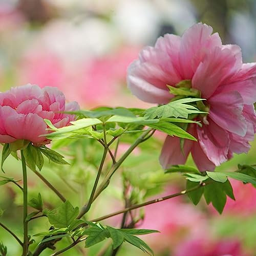 5 pcs pfingstrosen pflanzen kaufen zwiebeln - bonsai topf blumenwiese topfpflanzen pfingstrose, hochbeet balkon frühlingsblüher zwiebeln pflanztopf pflanze geschenke für ältere menschen