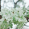 semi di ciliegio ornamentale - ciliegio ornamentale - arbusti resistenti, piante per balconi fiori da balcone, giardino semi di piante, biologici fiori perenni resistenti da giardino, 150pcs