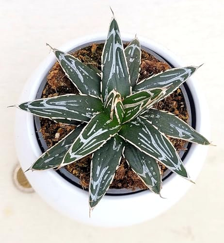 POWERS TO FLOWERS - AGAVE VICTORIA REGINAE IN VASO CERAMICA BIANCO SFERICO, VASO 12CM diametro, Agave Regina Vittoria, Agave, Pianta Vera