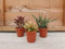 Pugh's Cacti Live Succulent Plants Mix, 5.5cm Pots, Set of 3, Assorted Varieties (Stalky)