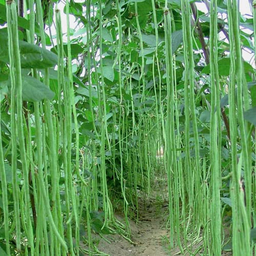 Metro fagiolo/fagiolo asparago 50 x semi dal Portogallo 100% semi naturali/trasportatore di massa semi di fagioli semi di fagioli semi
