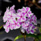 6 x Phlox maculé 'Natascha' - Phlox Maculata 'Natascha' - Godet 9x9 cm, Fleurs Roses et Blanches, Parfum Agréable