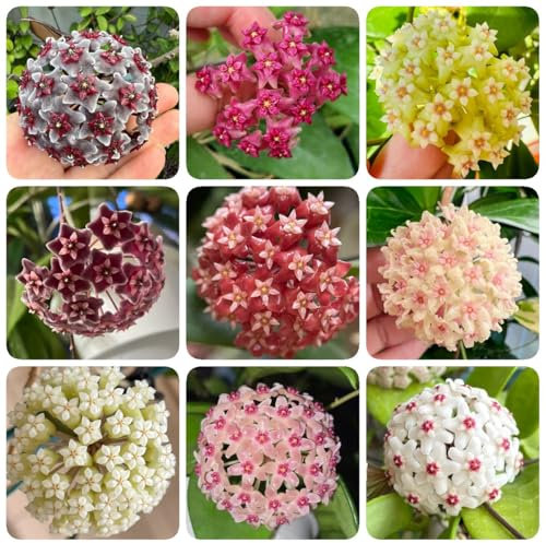500 piezas Semillas de plantas de hoya. Flores de balcón, regalos de Pascua. Hoya Carnosa plantas decorativas resistentes al jardín Semillas de plantas exóticas, plantas en maceta