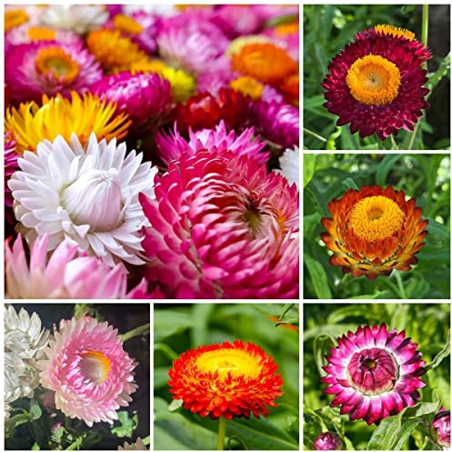 500 Strohblumen Samen Helichrysum frühlingsblumen gartenpflanzen winterhart mehrjährig wilder winterhart bodendecker winterhart mehrjährig samen blumensaat